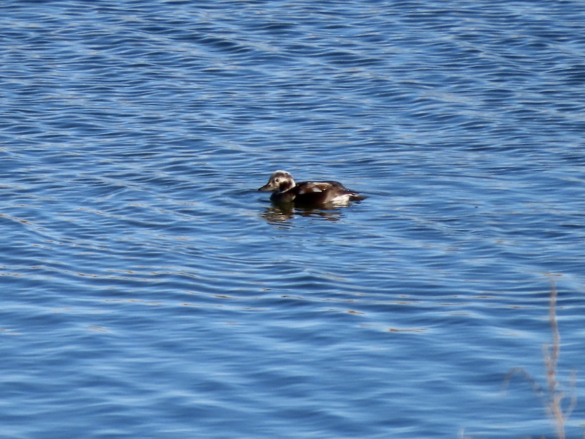 Long-tailed Duck - ML285200371