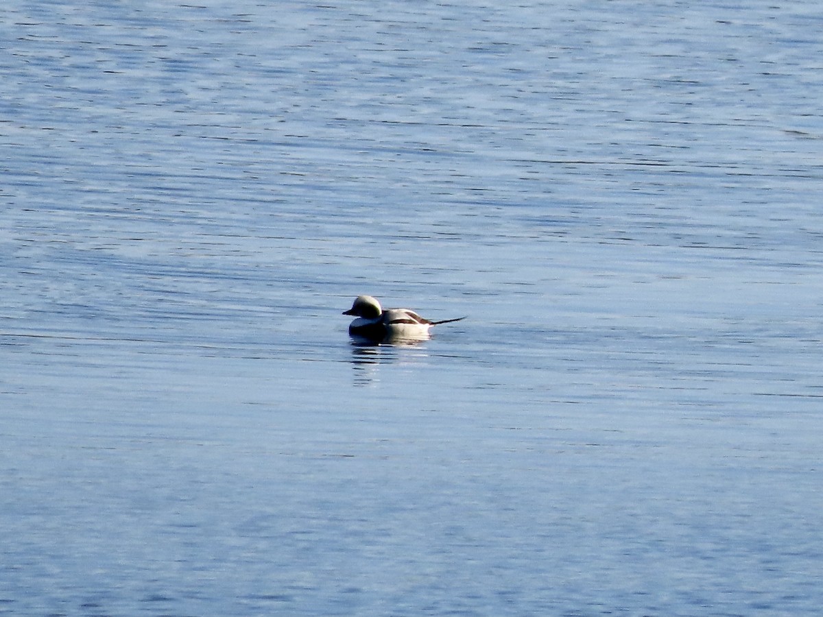 Long-tailed Duck - ML285200391
