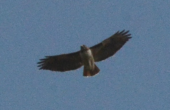 Red-tailed Hawk - ML285204011