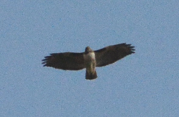 Red-tailed Hawk - ML285204021