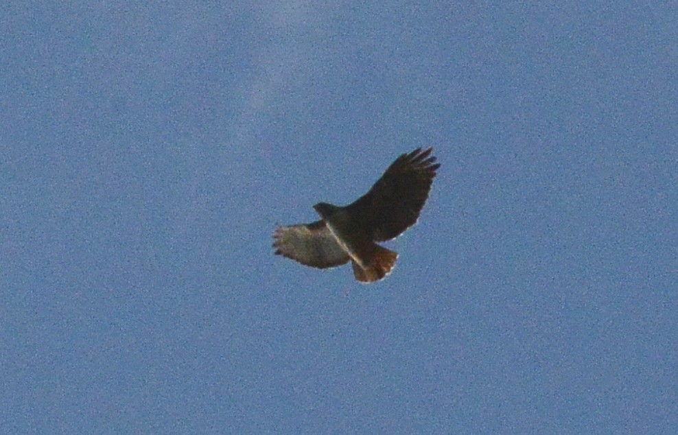 Red-tailed Hawk - Bill Telfair