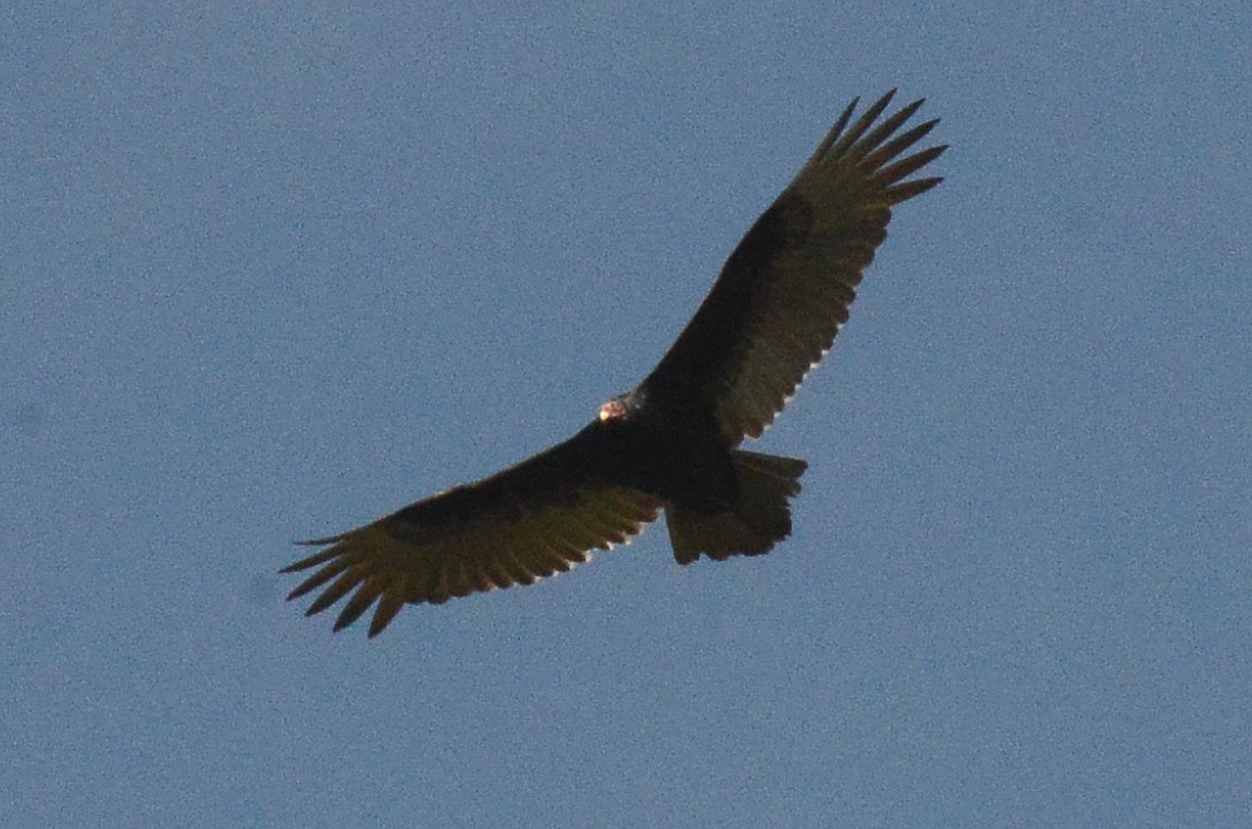 Turkey Vulture (Northern) - Bill Telfair