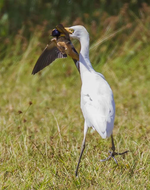 Commensalism Cattle Egret