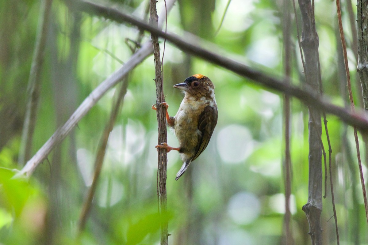 Rusty-necked Piculet - ML285211361
