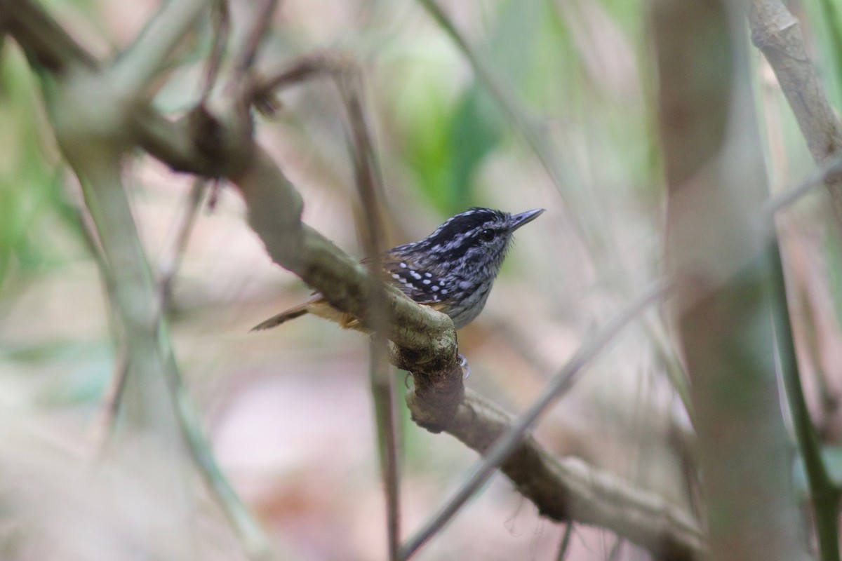 Rondonia Warbling-Antbird - ML285215501