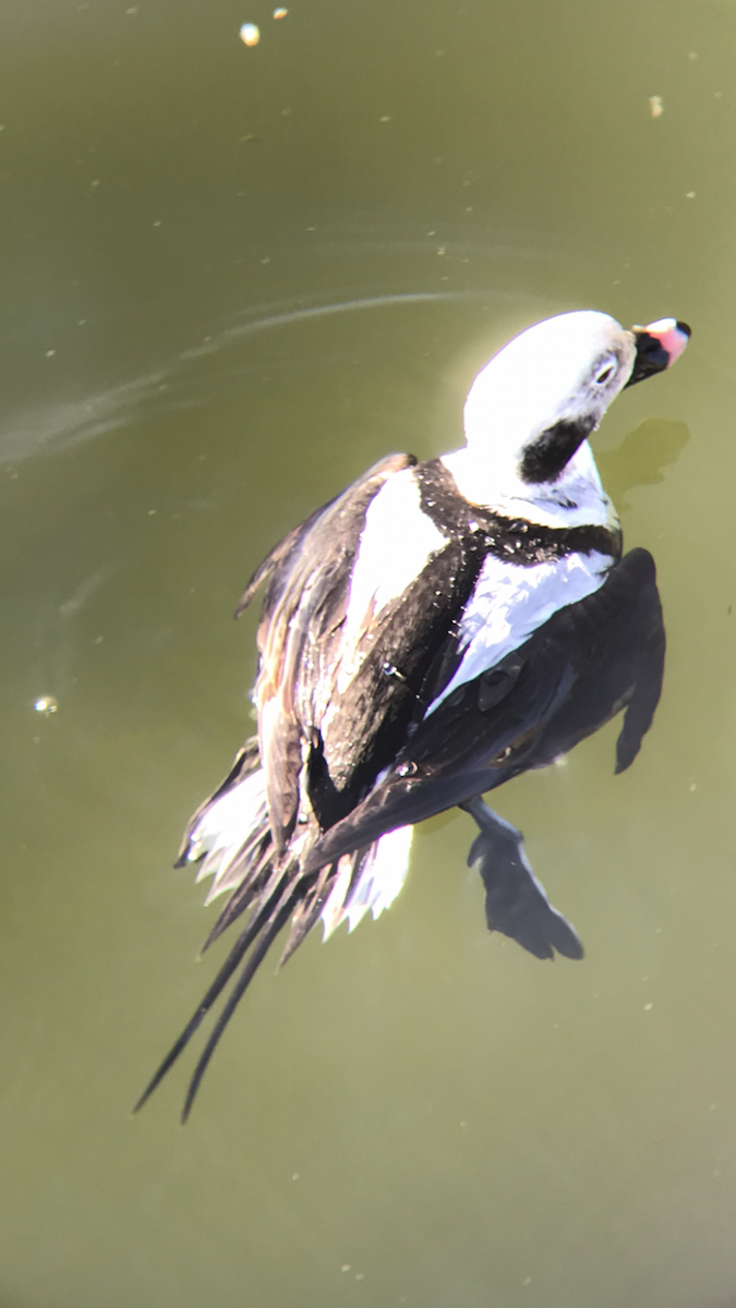 Long-tailed Duck - ML285219631