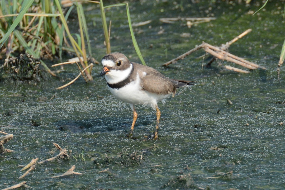 Semipalmated Plover - ML28521981