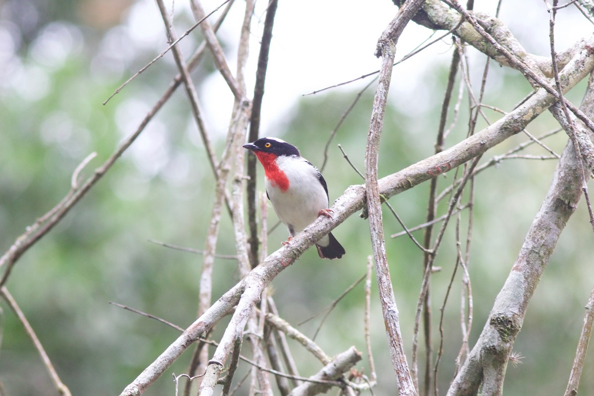 Cherry-throated Tanager - Gabriel Leite