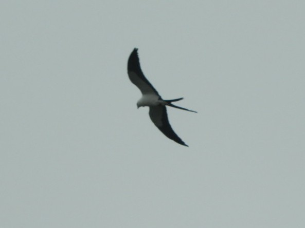 Swallow-tailed Kite - Paul Molina A