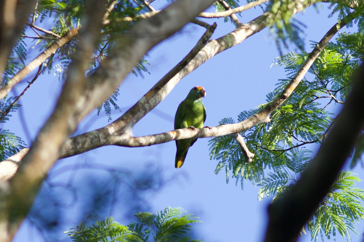 Red-browed Parrot - ML285224851