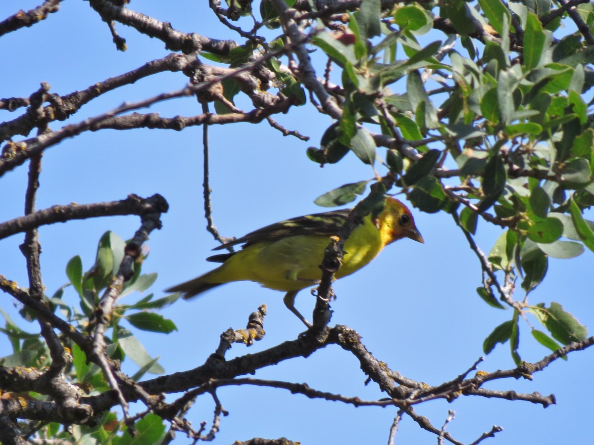 Western Tanager - ML28523871