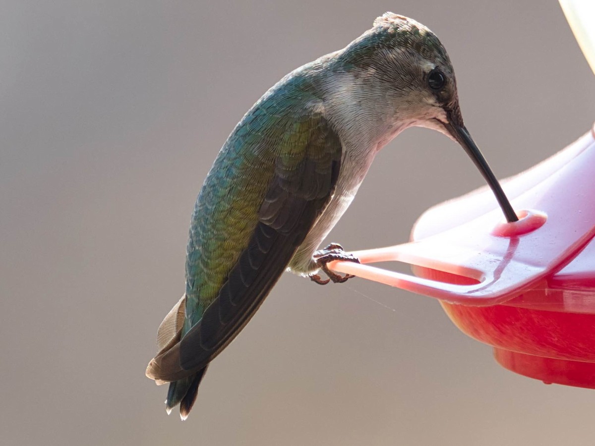 Black-chinned Hummingbird - ML285240791