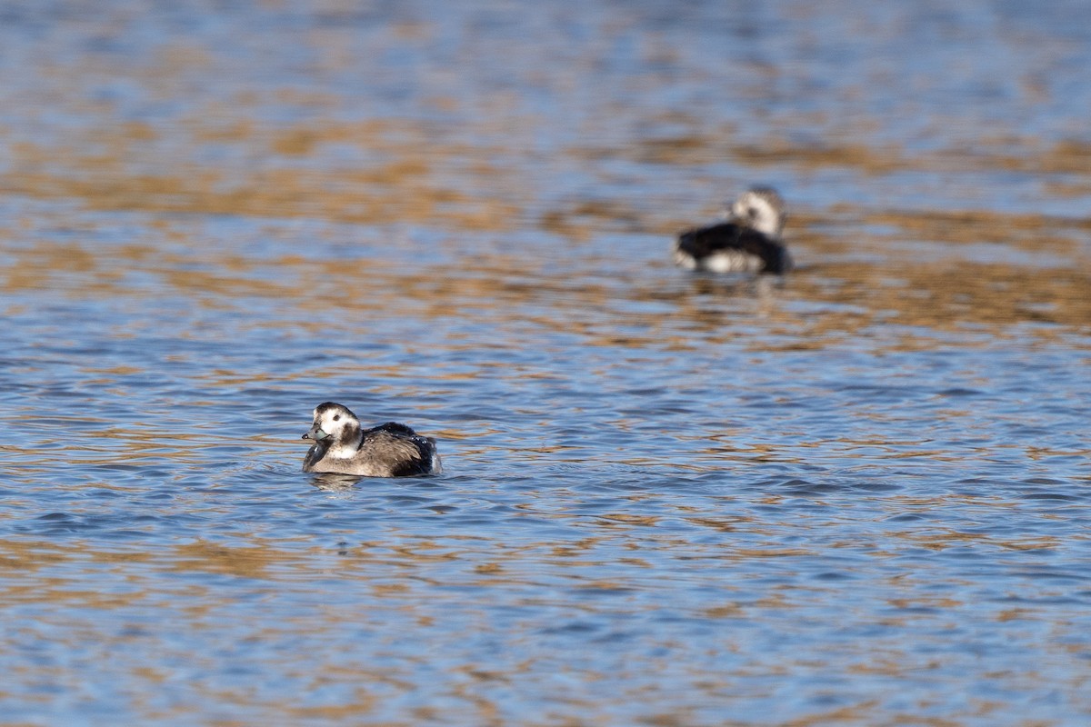Long-tailed Duck - ML285243031