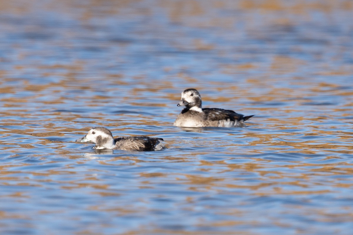 Long-tailed Duck - ML285243101