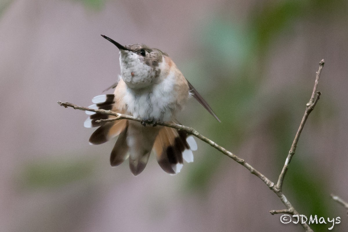 Rufous Hummingbird - ML285254511