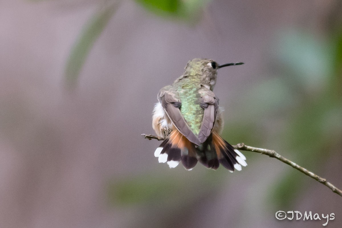 Rufous Hummingbird - ML285254661