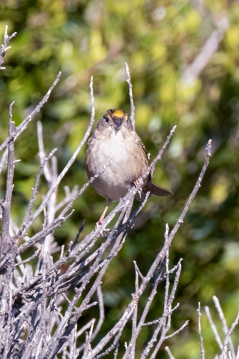 Golden-crowned Sparrow - Jacob Kirkland