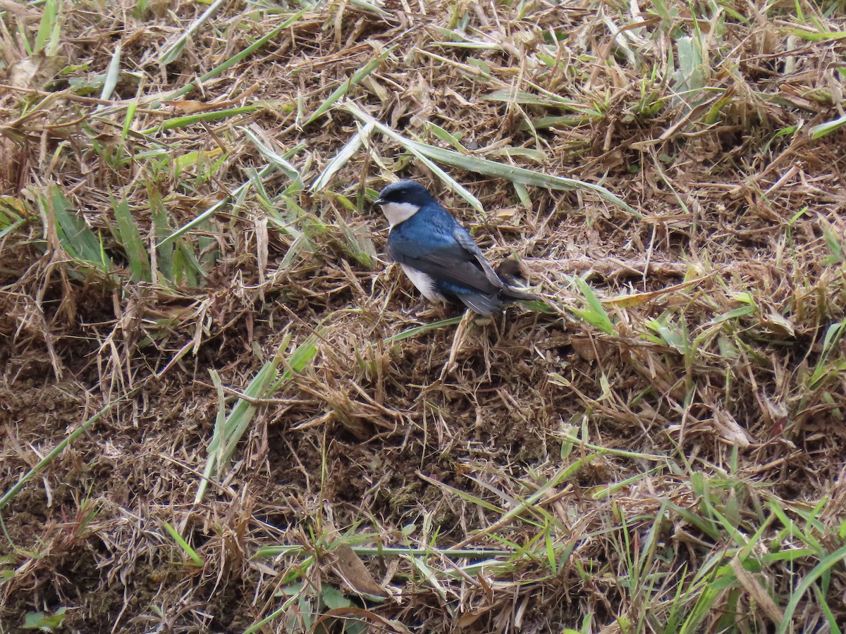 Blue-and-white Swallow - Jose Martinez De Valdenebro