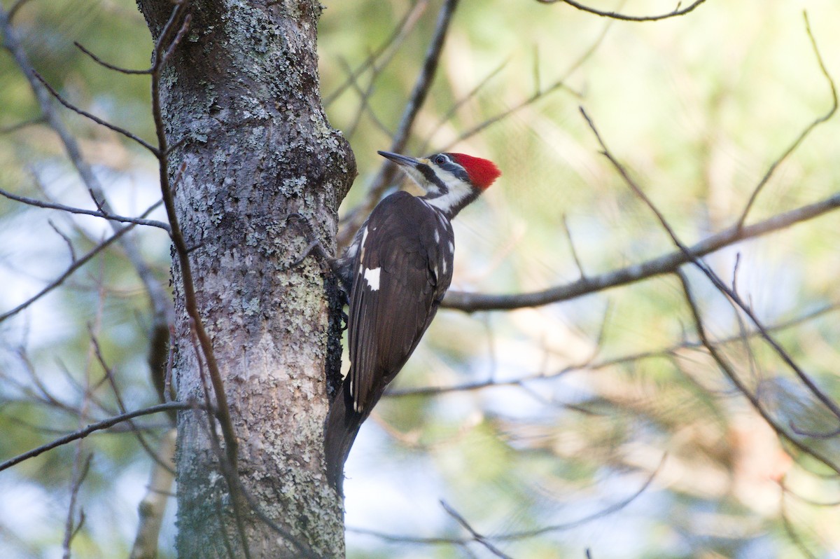 Pileated Woodpecker - Richard Gray
