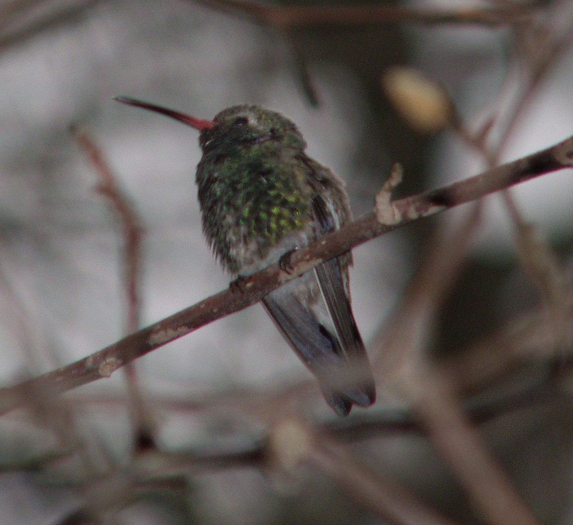 Broad-billed Hummingbird - ML285270241