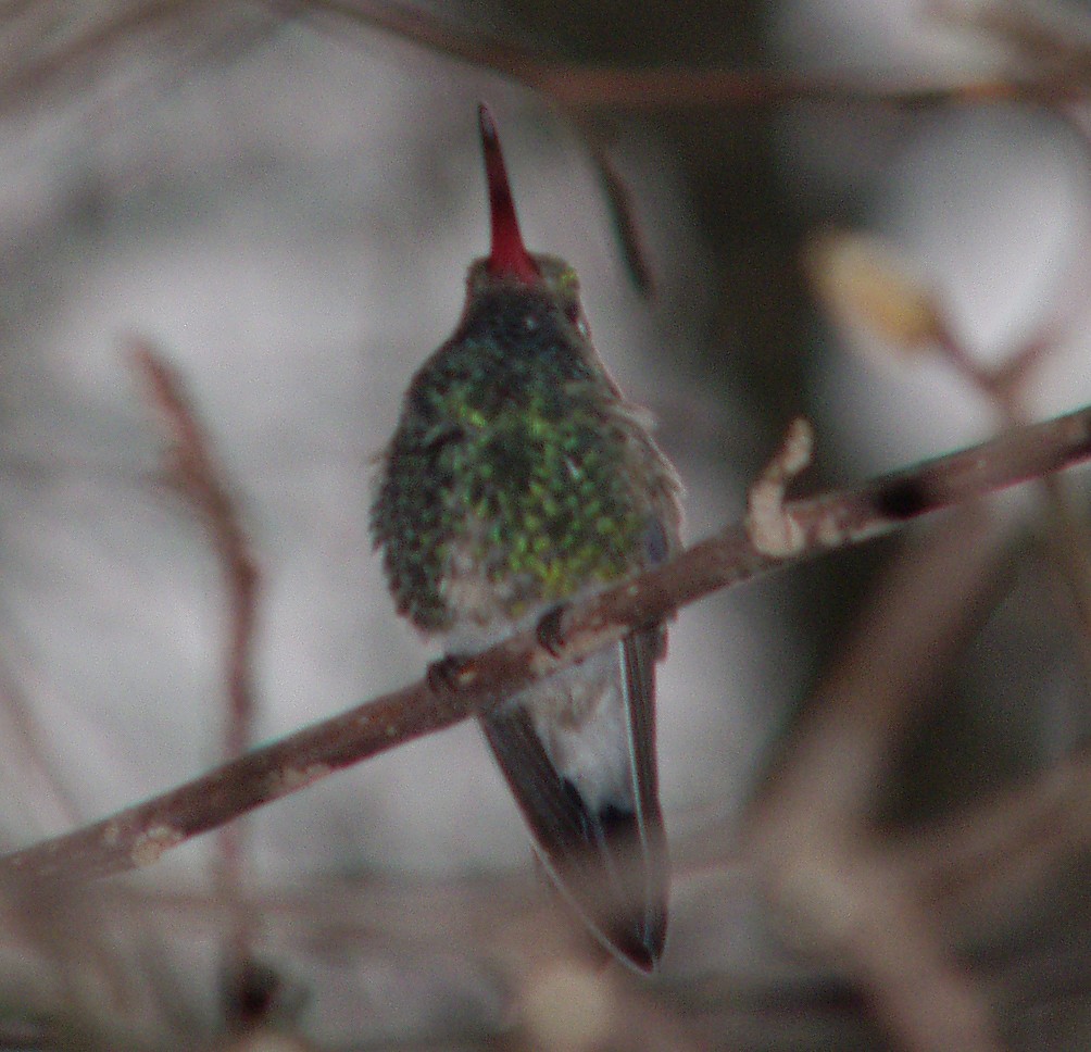 Broad-billed Hummingbird - ML285270261