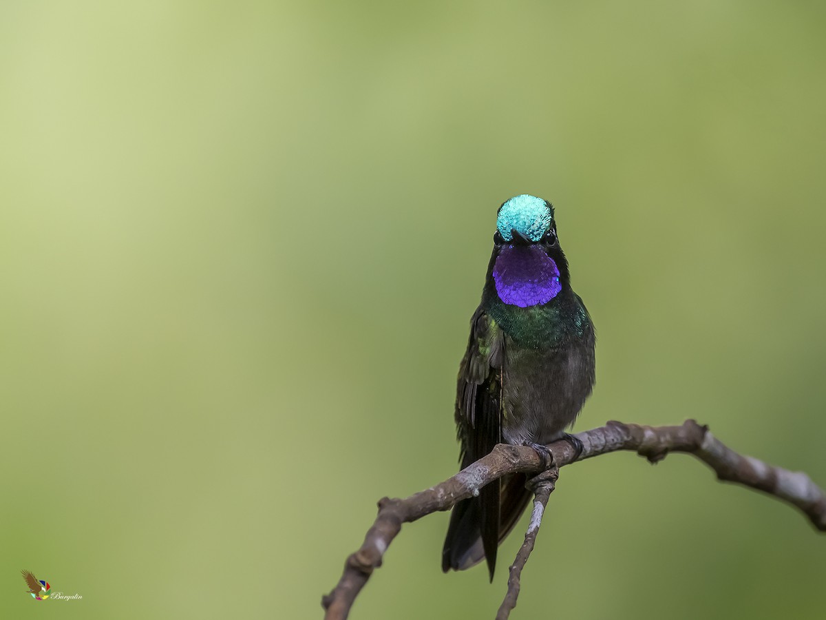 kolibřík fialovohrdlý - ML285270951