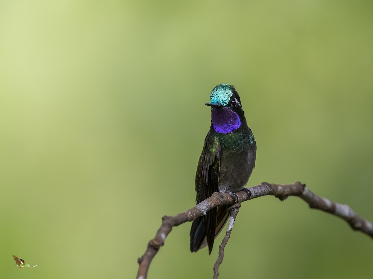 kolibřík fialovohrdlý - ML285270961