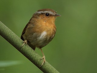  - Rufous Gnateater