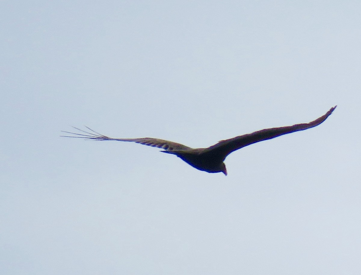 Turkey Vulture - ML28527351