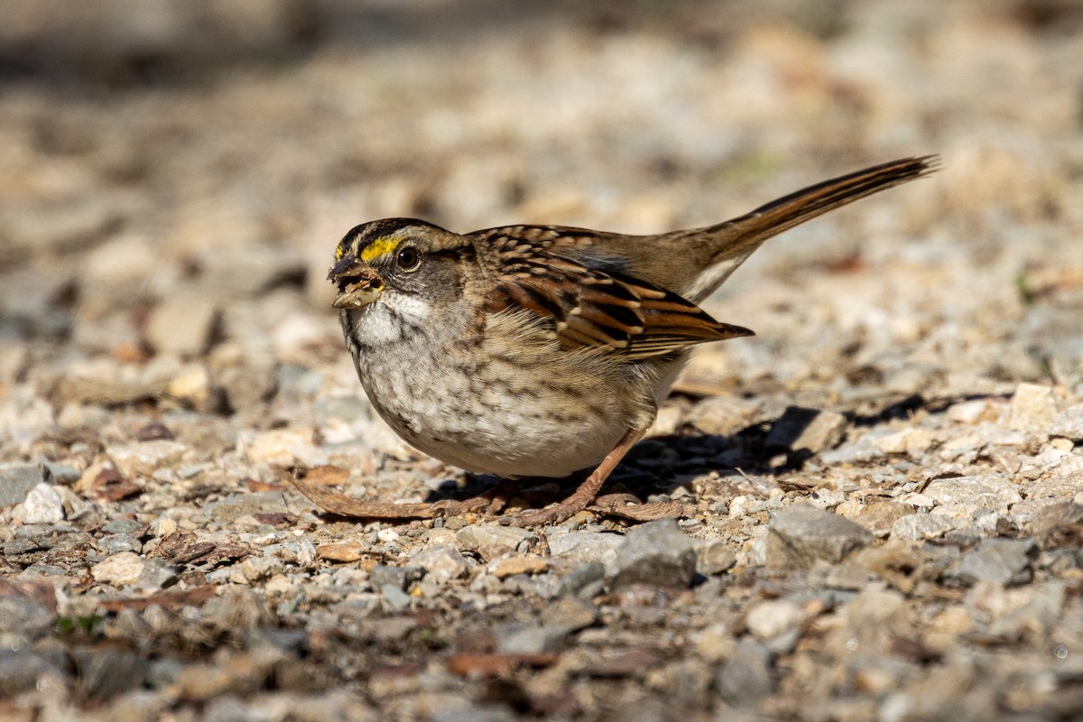 White-throated Sparrow - ML285276151