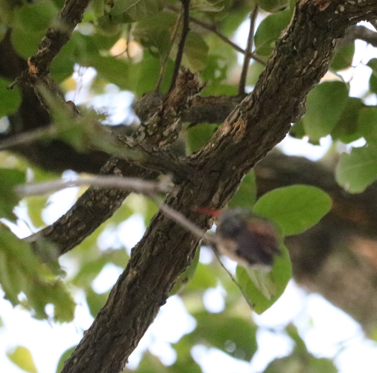 Buff-bellied Hummingbird - ML285276291