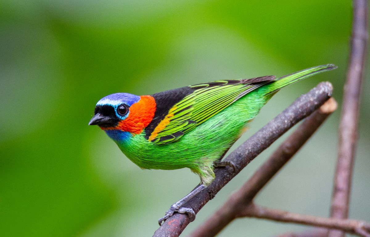 Red-necked Tanager - ML285279201
