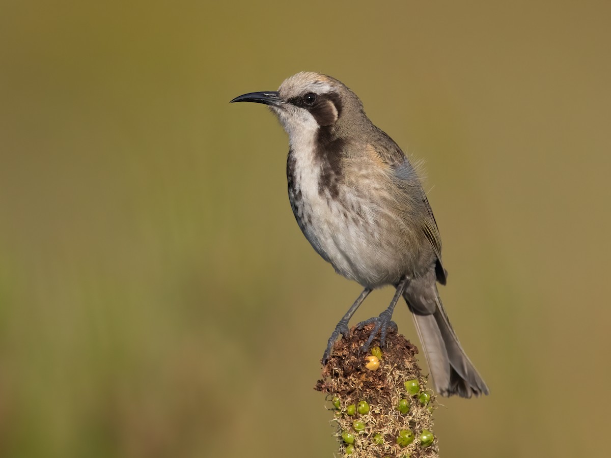 Tawny-crowned Honeyeater - Gliciphila melanops - Birds of the World