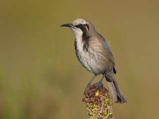  - Tawny-crowned Honeyeater