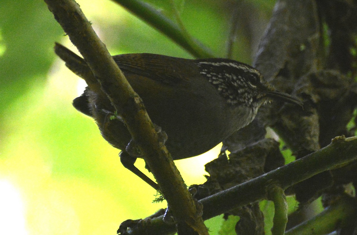 Gray-breasted Wood-Wren (Central American) - ML285280311