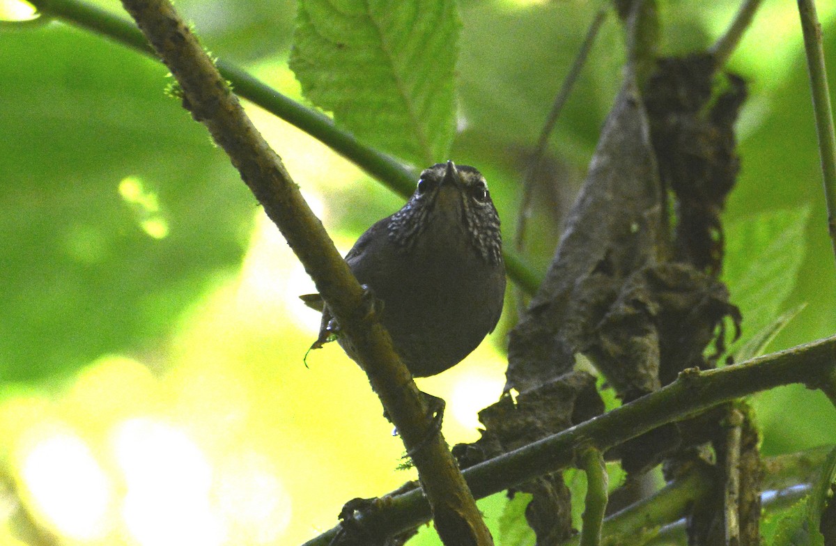 Gray-breasted Wood-Wren (Central American) - ML285280361