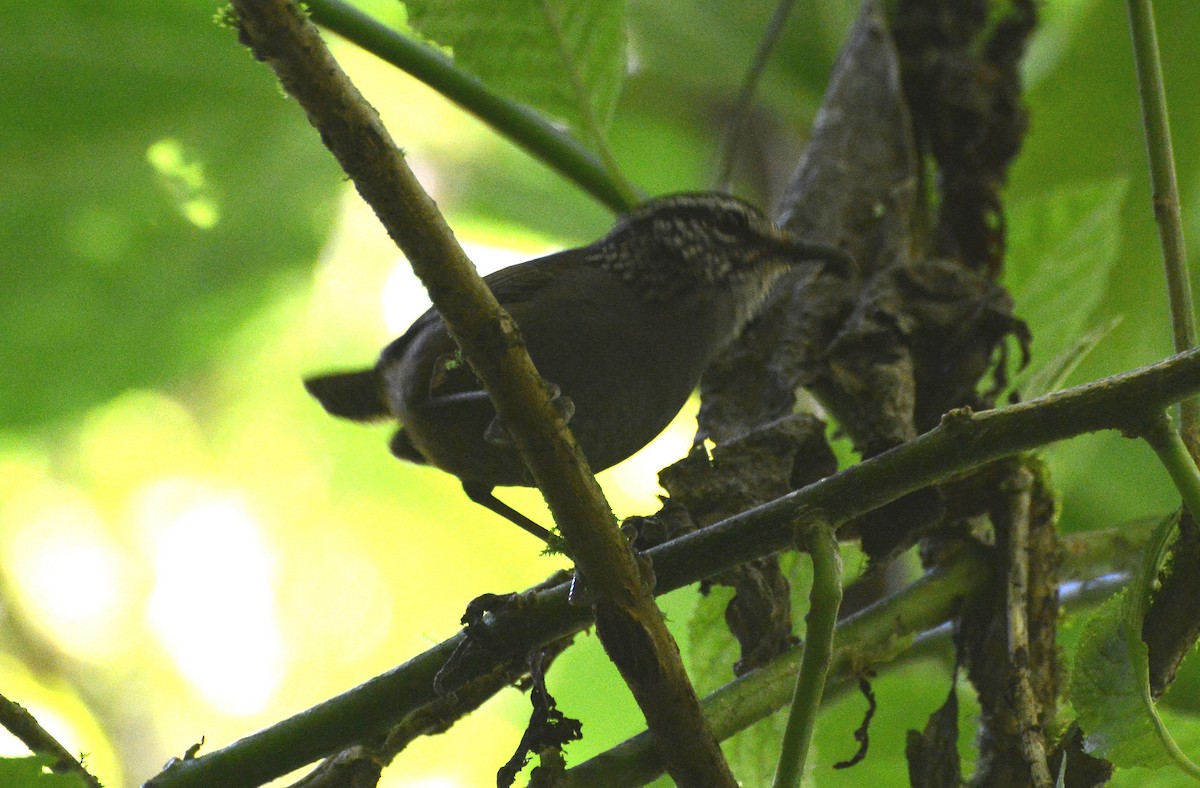 Gray-breasted Wood-Wren (Central American) - ML285280371