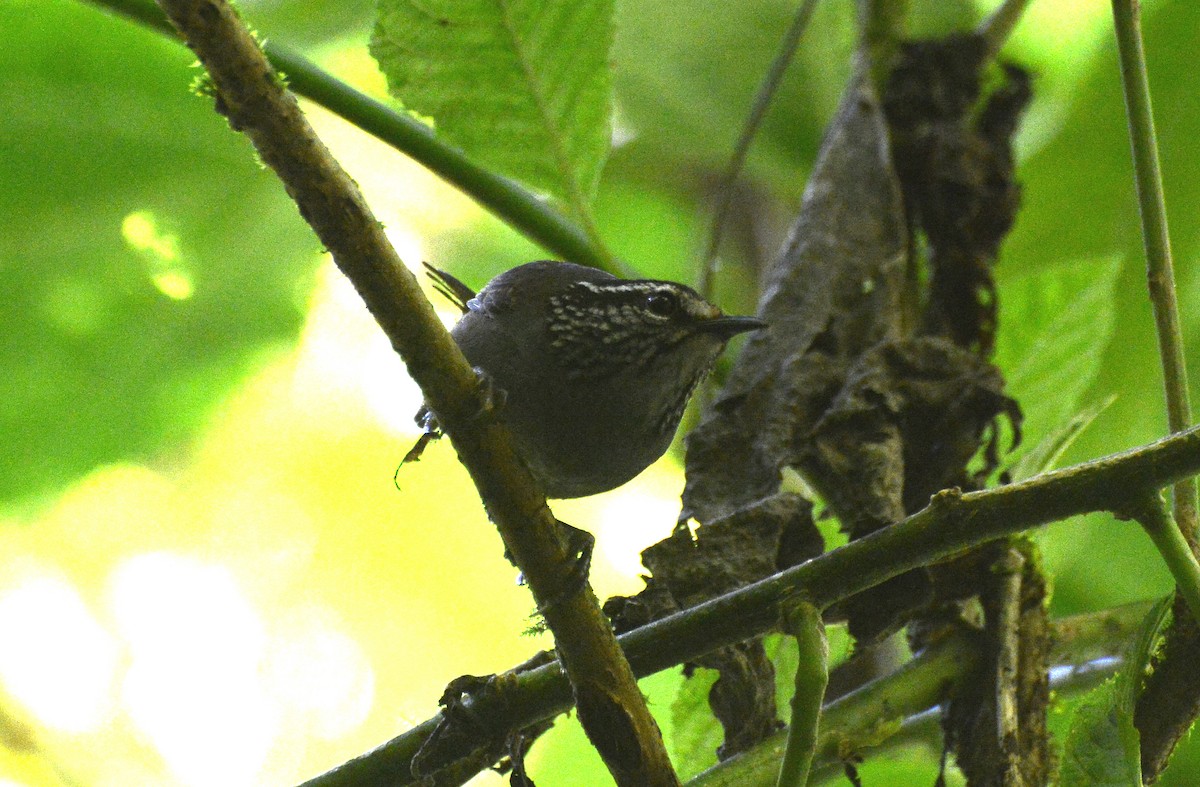 Gray-breasted Wood-Wren (Central American) - ML285280391