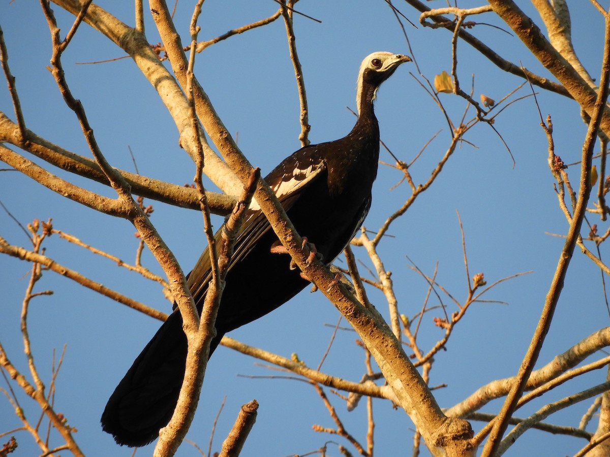 White-throated Piping-Guan - ML285281401