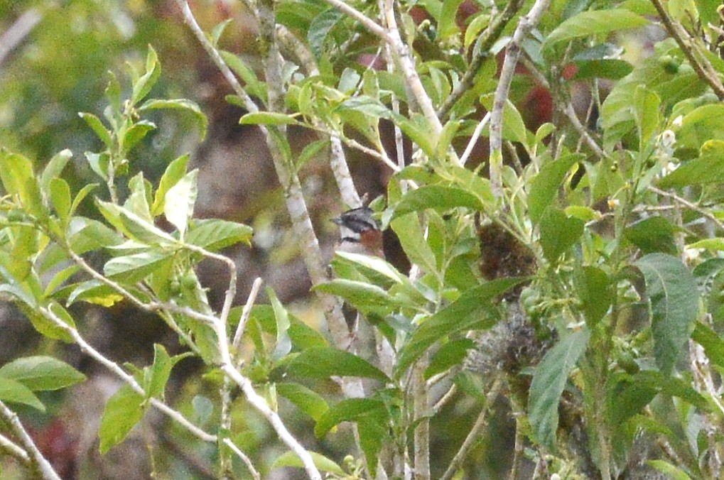 Rufous-collared Sparrow - Bill Telfair