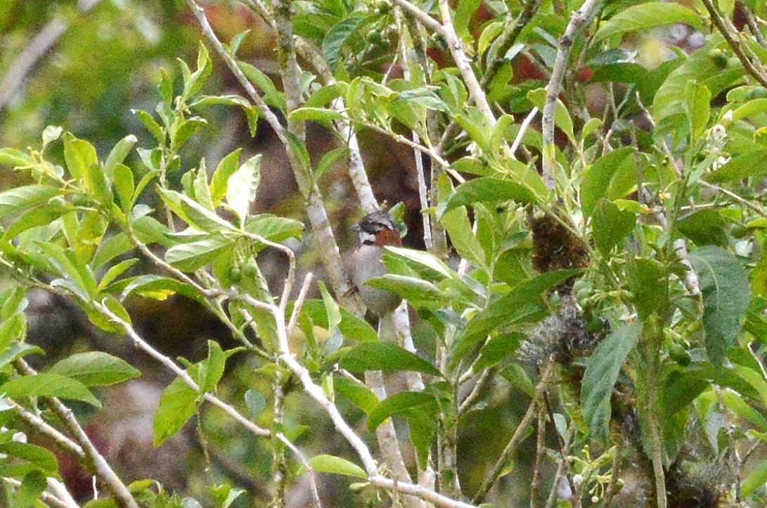 Rufous-collared Sparrow - ML285281441