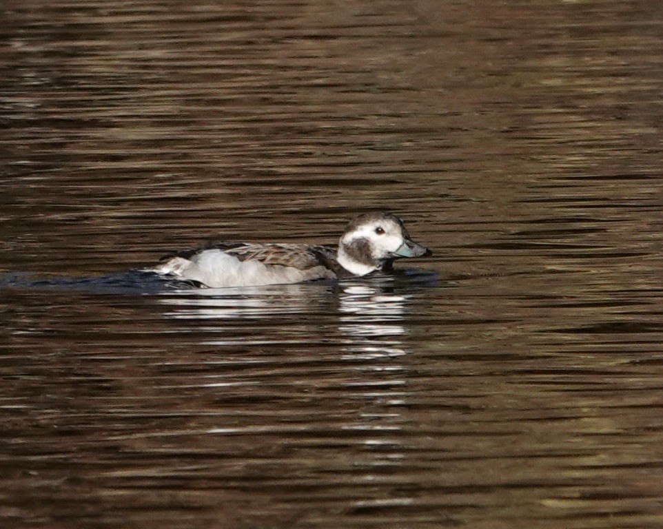 Long-tailed Duck - ML285282501