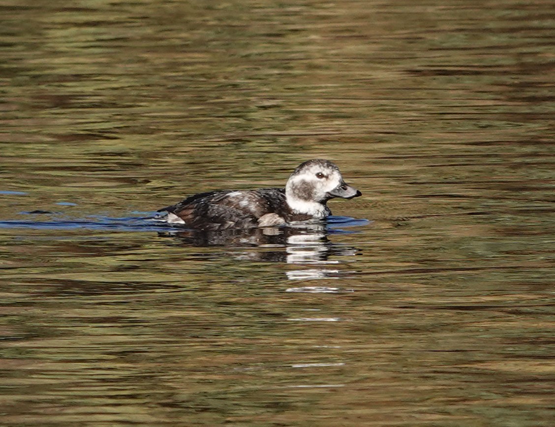 Long-tailed Duck - Cathy Beck