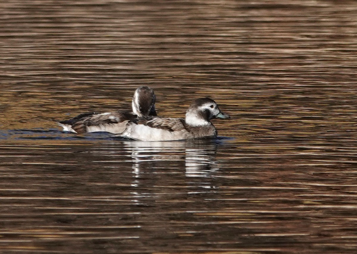 Long-tailed Duck - Cathy Beck
