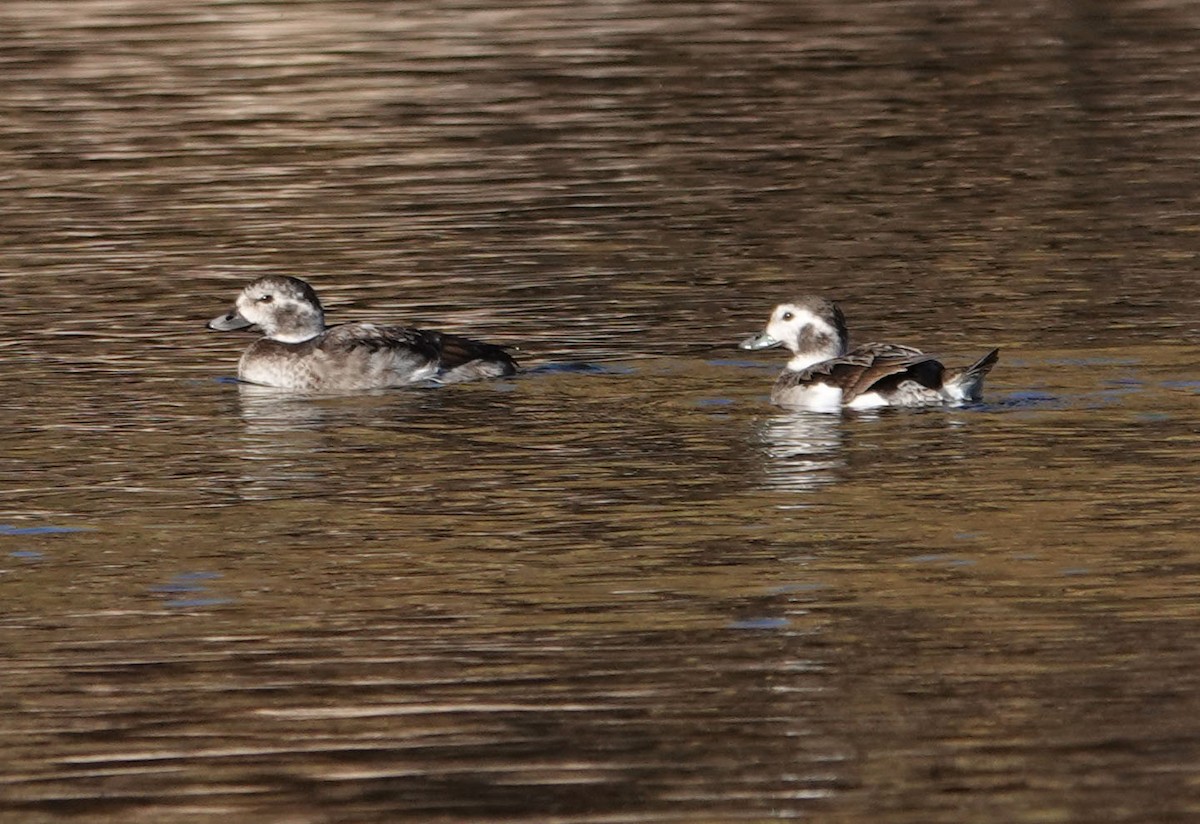 Long-tailed Duck - ML285282601