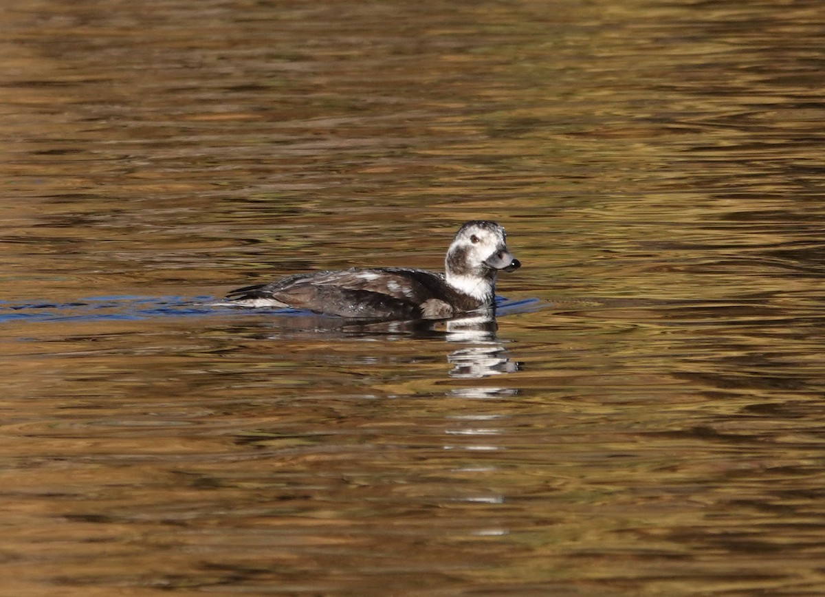 Long-tailed Duck - ML285282611