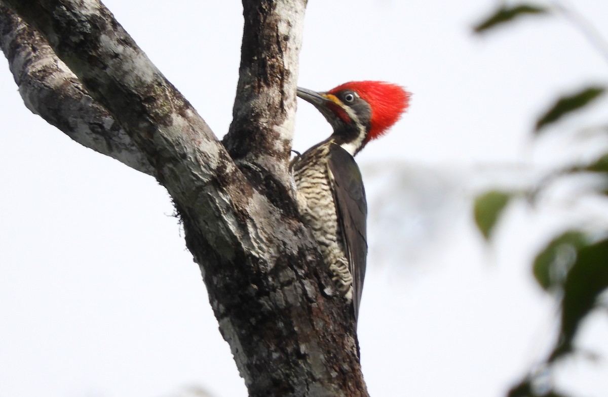 Lineated Woodpecker - ML285287531