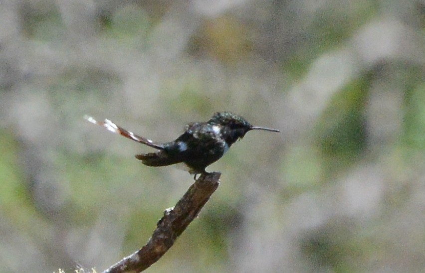 Sparkling-tailed Hummingbird - ML285290001