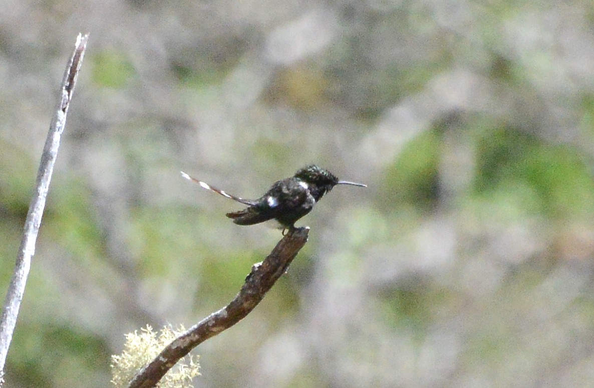 Sparkling-tailed Hummingbird - ML285290011
