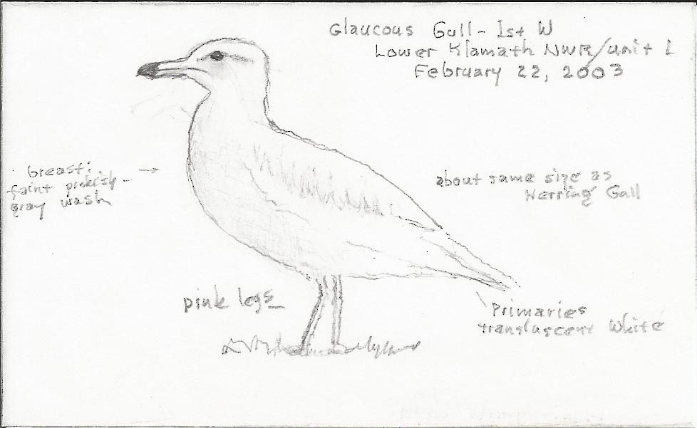 Glaucous Gull - ML285290381